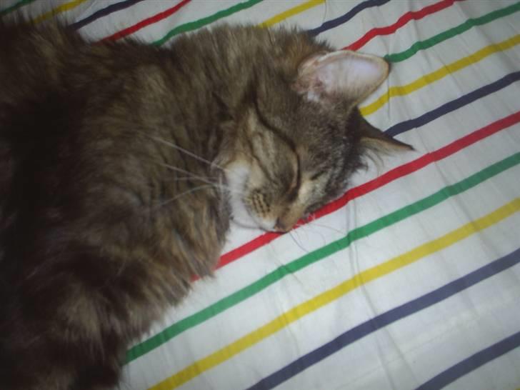 Blanding af racer Milo - Nåårh kan man være sødere! Elsker ham billede 2