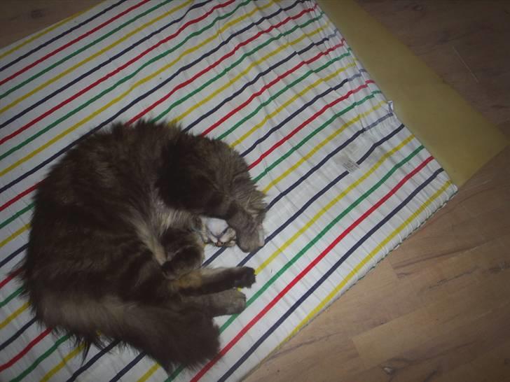 Blanding af racer Milo - E L S K E R D I G M I L O ! < 3 billede 3