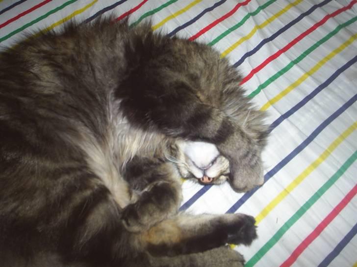 Blanding af racer Milo - Neeeeeej stine jeg ligger altså lige og sover! billede 4