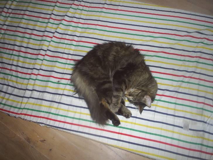 Blanding af racer Milo - E L S K E R D I G M I L O ! < 3 billede 5