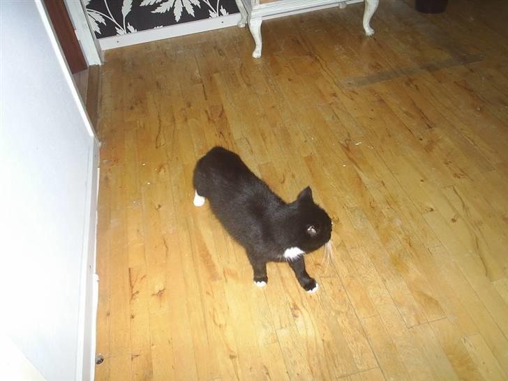 Blanding af racer Batman - E L S K E R D I G B A T T E R ! (  : billede 2