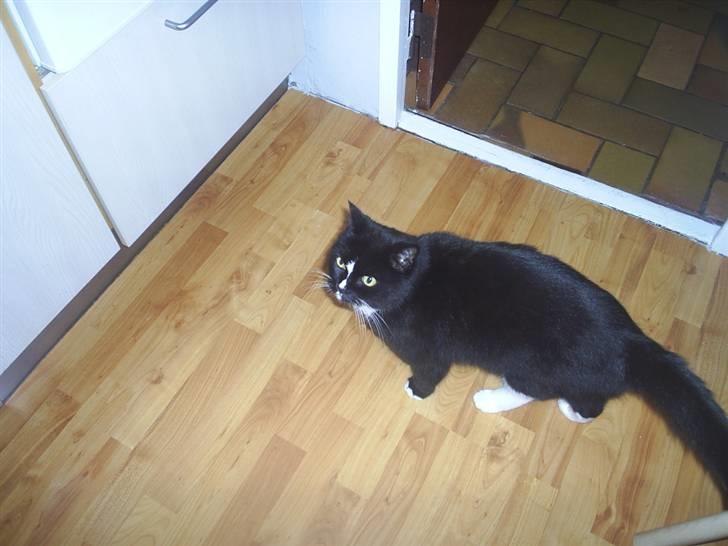 Blanding af racer Batman - E L S K E R D I G B A T T E R ! (  : billede 4