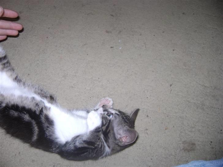 Huskat ingen i nu SOLGT - leje kan jeg også Foto Heidi billede 4