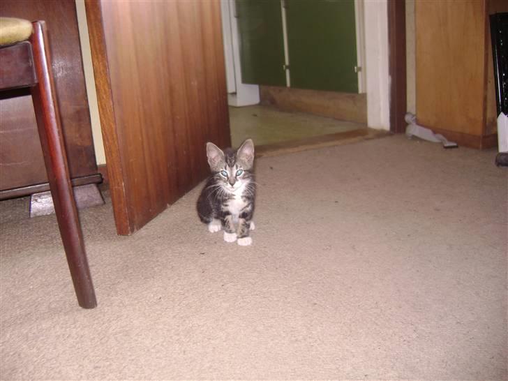 Huskat ingen i nu SOLGT - det er min stue hi hi. Foto Heidi billede 5