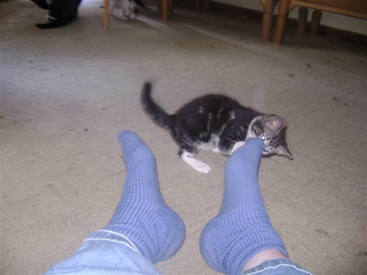Huskat ingen i nu SOLGT - ha det er mine blå sokker hihi. Foto Heidi billede 6
