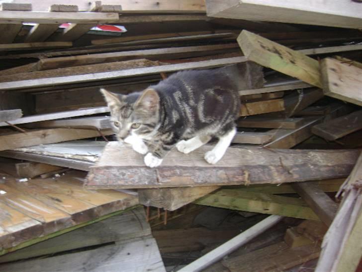 Huskat ingen i nu SOLGT - min min min og det er kun mit træ. Godt det er nemlig kun mig der må klatter i det her brænne. Foto Heidi billede 7