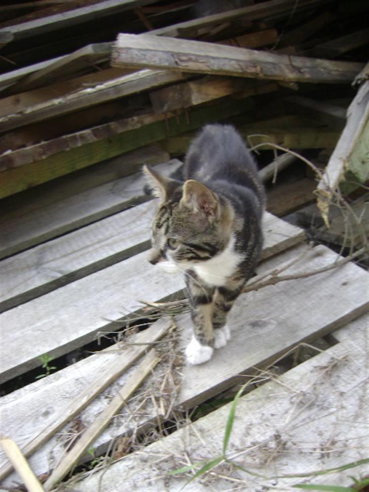 Huskat ingen i nu SOLGT - ja desvære ikke flere bileder af mig min lille fotograf for jeg er namlig maget foto glad så ikke flere nu mor fotoraf. Foto Heidi billede 8