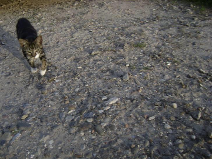 Huskat ingen i nu SOLGT - haha jeg er her Foto Heidi billede 9