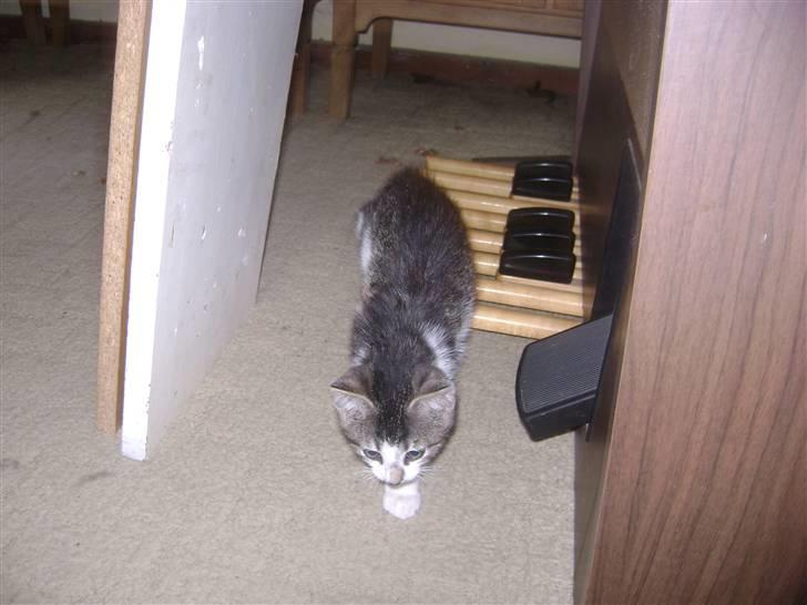 Huskat Risifutti - skal vi spille en lille sang. Foto Heidi billede 6