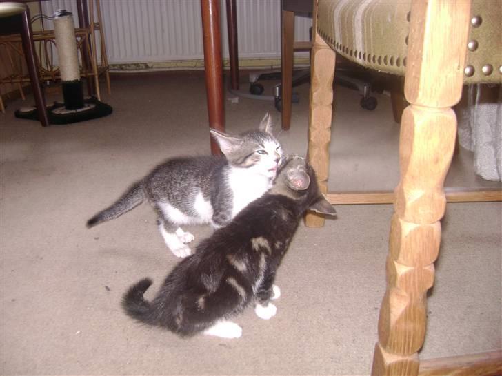 Huskat Risifutti - hahaha det er nået af det beste jeg hved. Foto Heidi billede 7