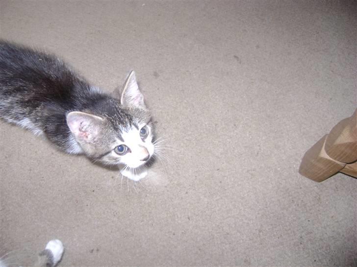 Huskat Risifutti - se mig lille mor. Jeg er den beste i verden or. Foto Heidi billede 8