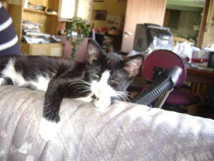 Huskat Panta SOLGT - Vælkommen til Pandas profil. Håber jeg bliver stemt ind. Foto Heidi billede 1