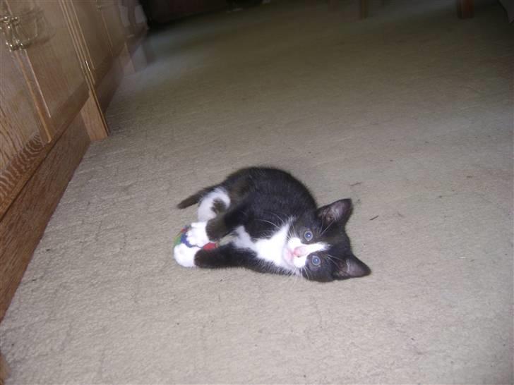 Huskat Panta SOLGT - haha lille mig ligger her og tager en lille slapper for lille mmor har ikke tid til at tage sig af mig. Foto Heidi billede 2