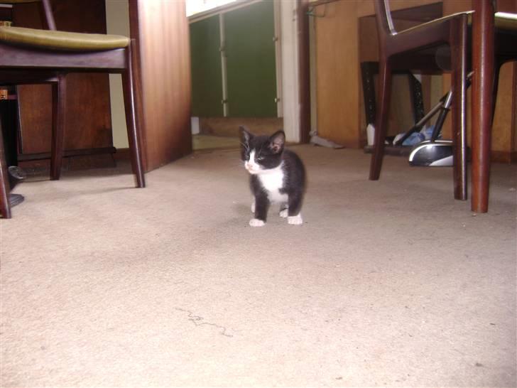 Huskat Panta SOLGT - tit tit det er mig der bor her. Kom så med den der mus mor eg hved du har den. Foto Heidi billede 3