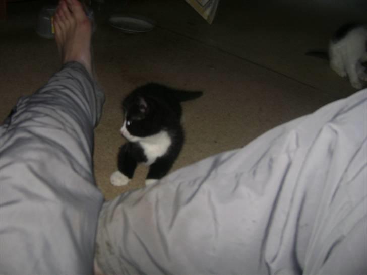 Huskat Panta SOLGT - di hved godt jeg ikke gider det der kamara mere min snut. Foto Heidi billede 4