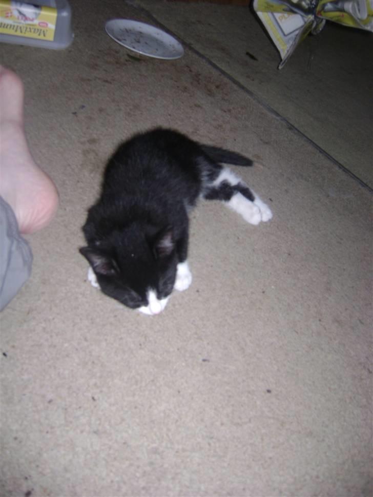 Huskat Panta SOLGT - ja sove kan jeg også gøre.  Foto Heidi billede 5