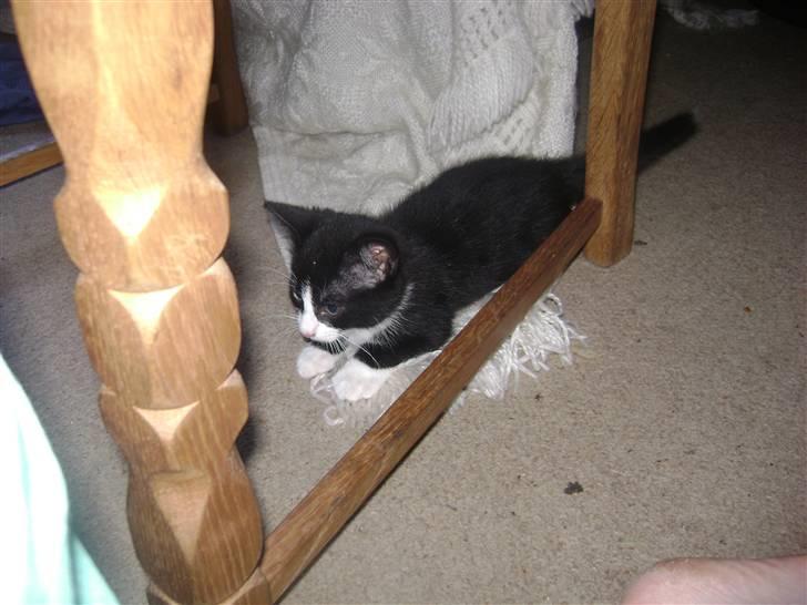 Huskat Panta SOLGT - hahaha min stol. Foto Heidi billede 6