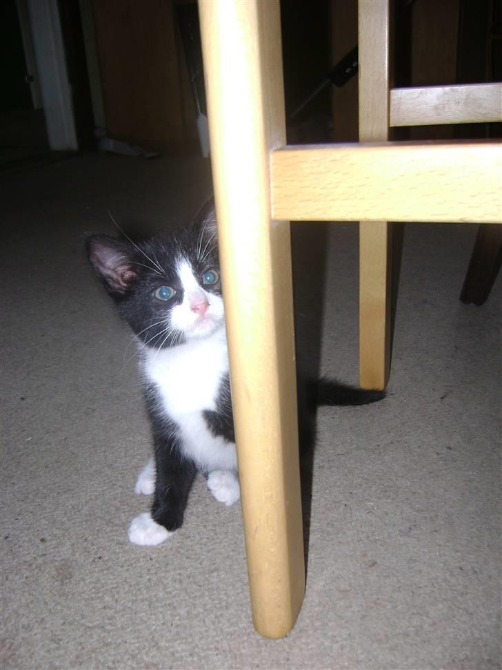 Huskat Panta SOLGT - hi jeg har gemt mig. Foto Heidi billede 7