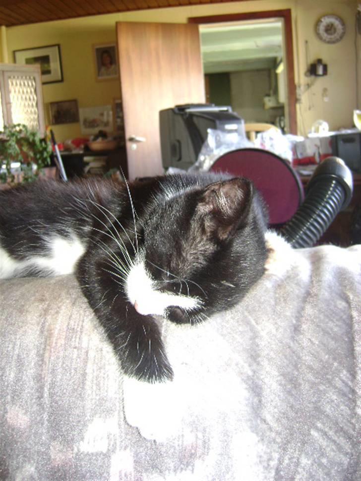 Huskat Panta SOLGT - min sofa. Foto Heidi billede 8