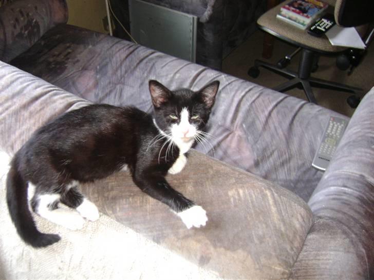 Huskat Panta SOLGT - tit tit min mis kan jeg ikke finde gider du lige finde den min snut. Foto Heidi billede 9