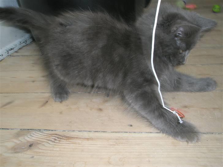 Norsk Skovkat Babette`s Sara (Fine) billede 2