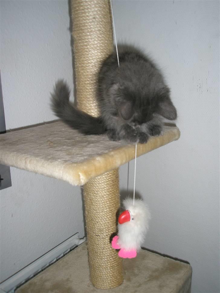 Norsk Skovkat Babette`s Sara (Fine) billede 3