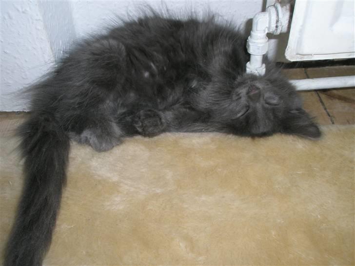 Norsk Skovkat Babette`s Sara (Fine) billede 4