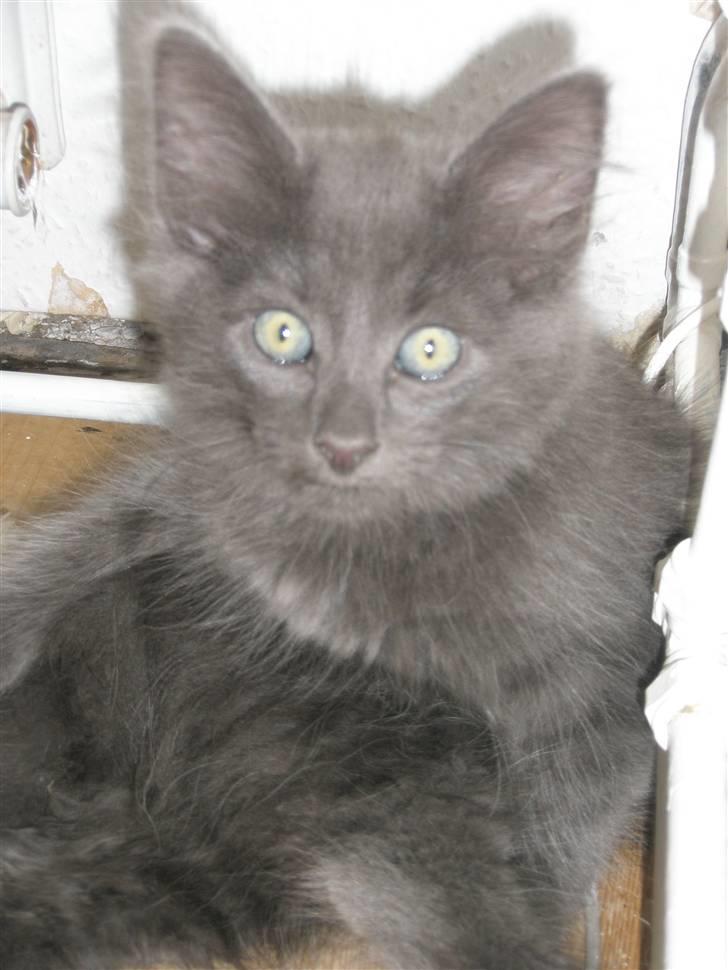 Norsk Skovkat Babette`s Sara (Fine) billede 5