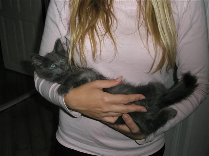 Norsk Skovkat Babette`s Sara (Fine) billede 6