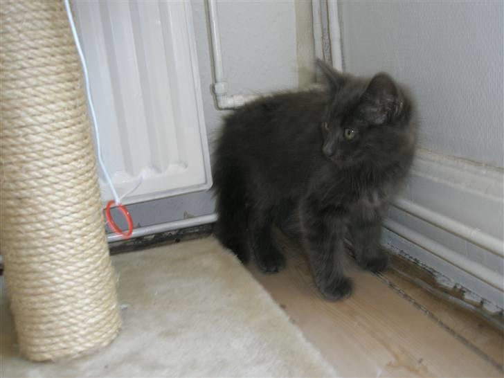 Norsk Skovkat Babette`s Sara (Fine) billede 7