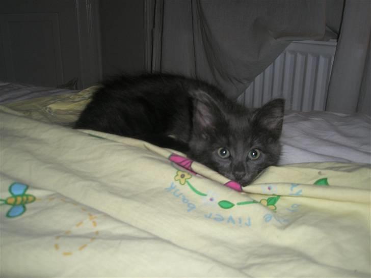 Norsk Skovkat Babette`s Sara (Fine) billede 8