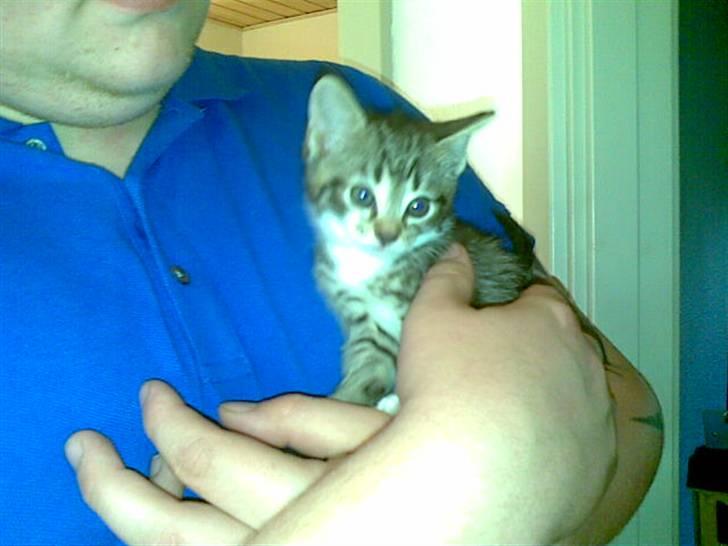 Huskat Misse - Da vi så hende første gang billede 1