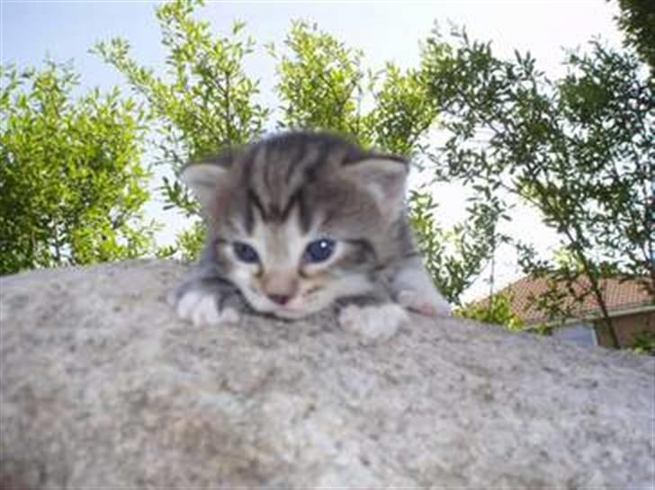 Huskat Misse billede 2