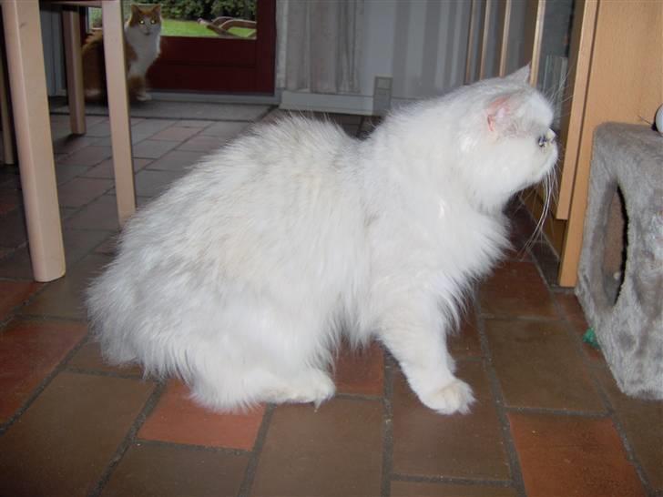 Perser Prins ( aflivet ) billede 1