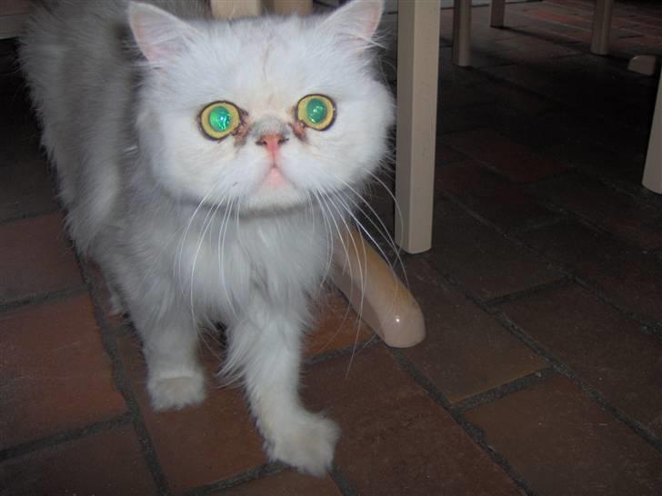 Perser Prins ( aflivet ) billede 2