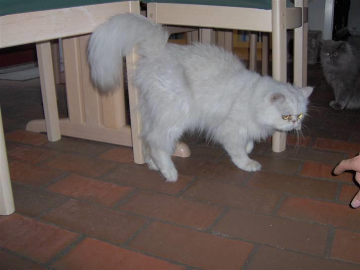 Perser Prins ( aflivet ) billede 3