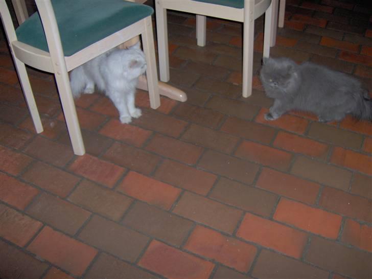 Perser Prins ( aflivet ) billede 4