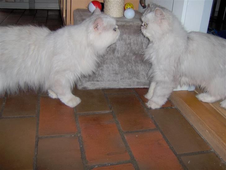 Perser Prins ( aflivet ) billede 5