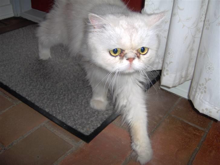 Perser Prins ( aflivet ) billede 6