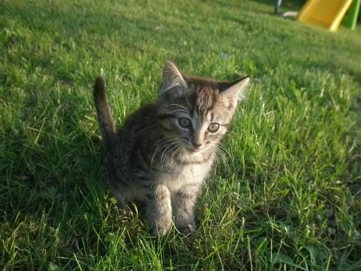 Blanding af racer Lehnskovs Mulan billede 1