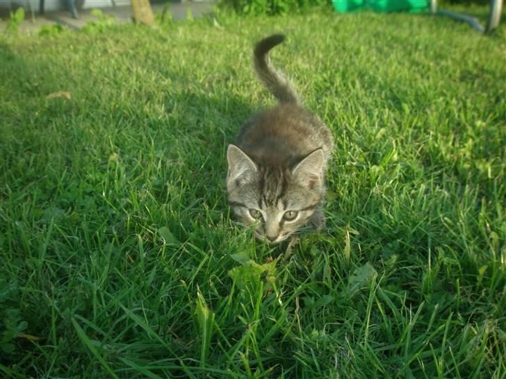 Blanding af racer Lehnskovs Mulan billede 2