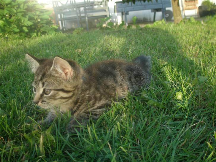 Blanding af racer Lehnskovs Mulan billede 3