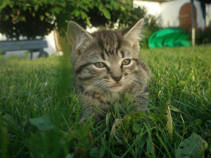 Blanding af racer Lehnskovs Mulan billede 4