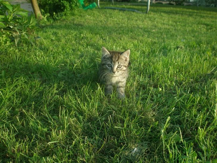 Blanding af racer Lehnskovs Mulan billede 5