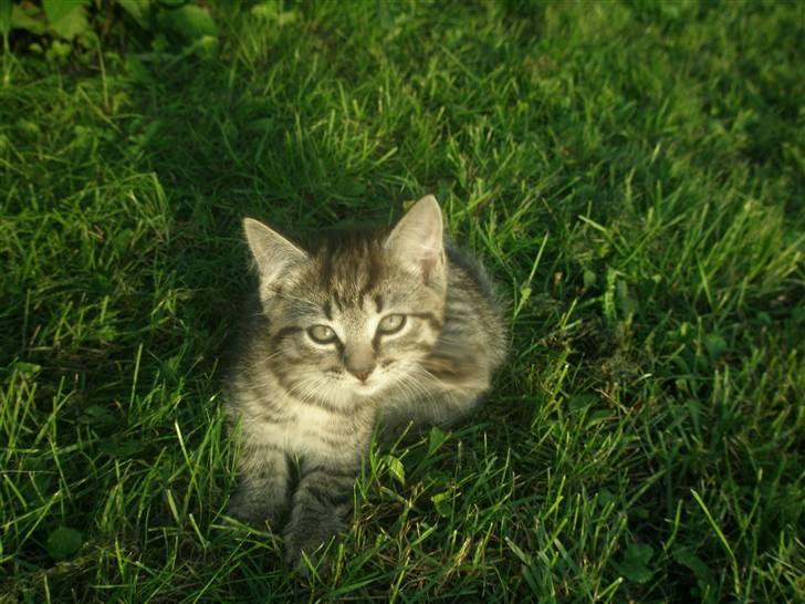 Blanding af racer Lehnskovs Mulan billede 6