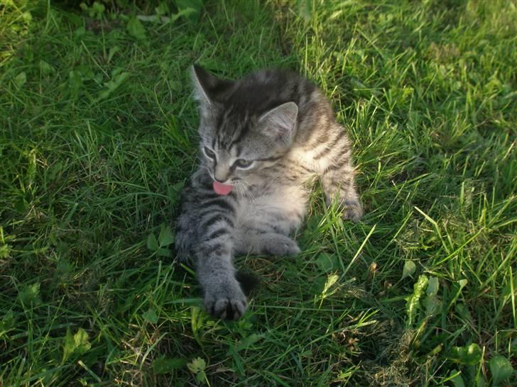 Blanding af racer Lehnskovs Mulan billede 7