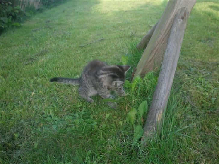 Blanding af racer Lehnskovs Mulan billede 8