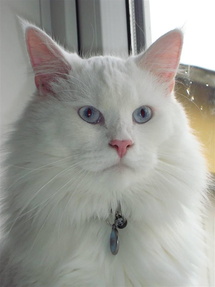 Maine Coon Snebold R.I.P 31/12/11 - Den lille charmetrold. billede 1