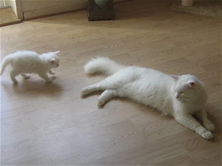 Maine Coon Snebold R.I.P 31/12/11 - Far og søn. billede 2