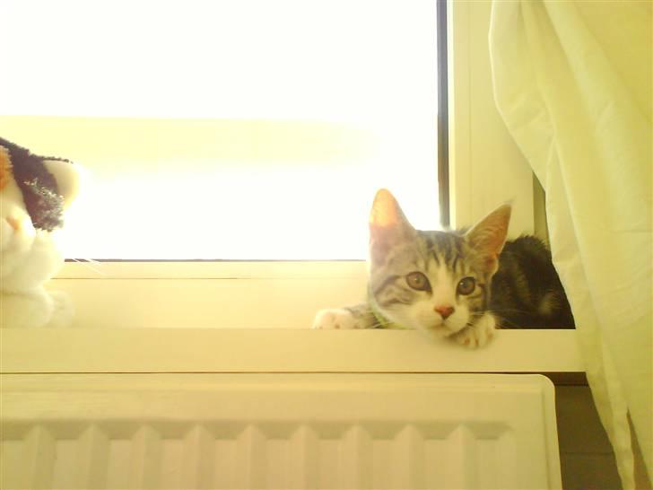 Huskat Alaya - R.I.P. - vindueskarmen er bare et godt sted billede 3